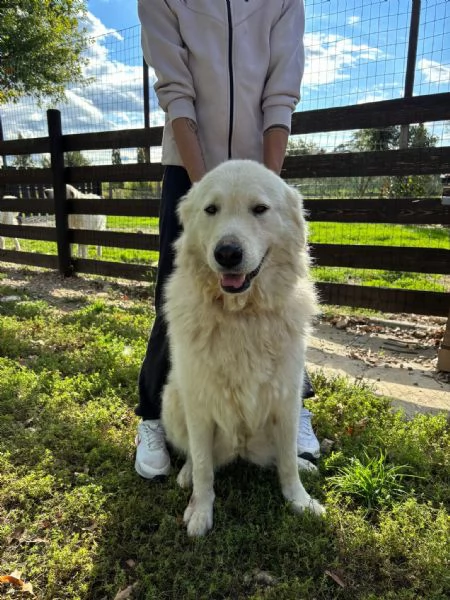 Regalo maremmani | Foto 5