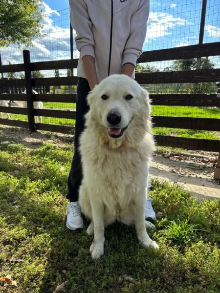 Regalo maremmani | Foto 4