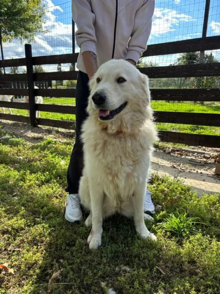 Regalo maremmani | Foto 3