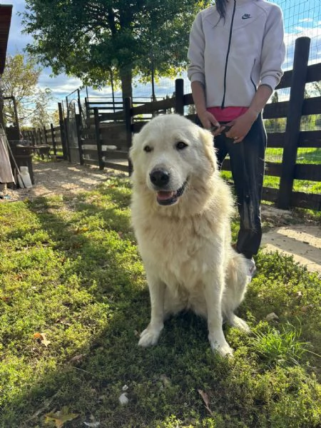 Regalo maremmani | Foto 2