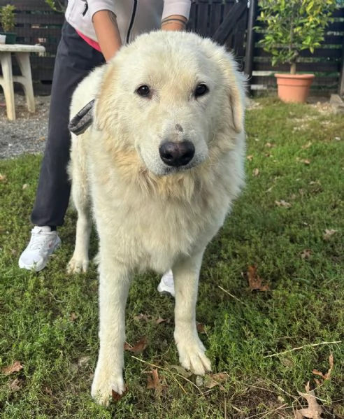 Regalo maremmani | Foto 1