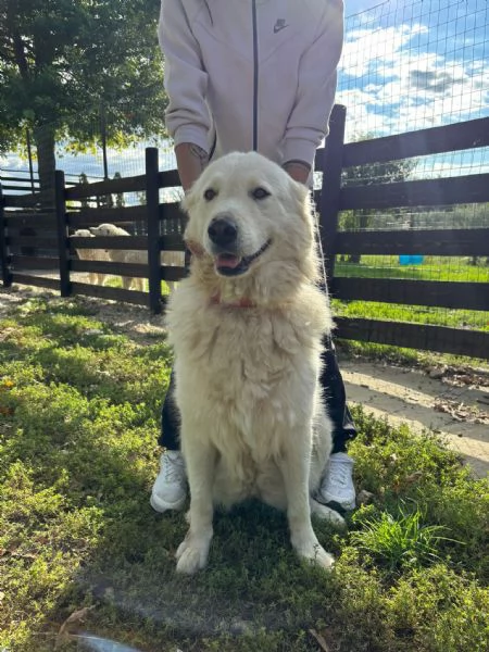 Regalo maremmani | Foto 0