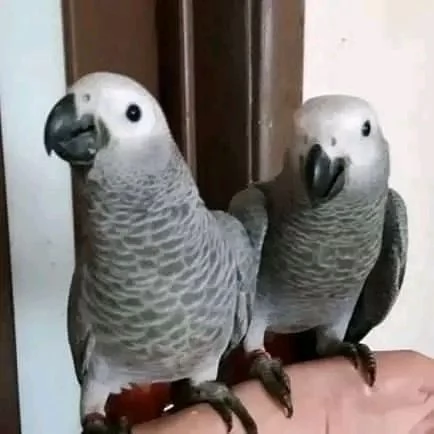 pappagalli cenerini africani  | Foto 0