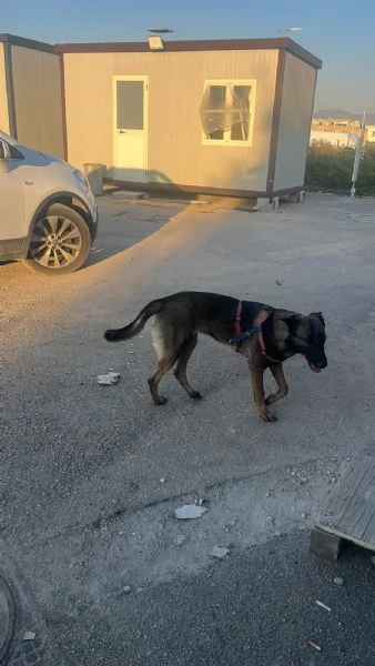 Pastore belga malinois 