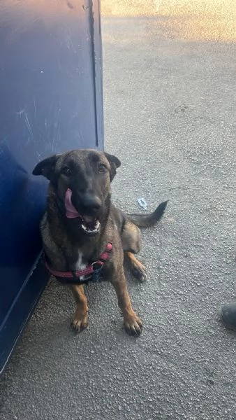 Pastore belga malinois  | Foto 4