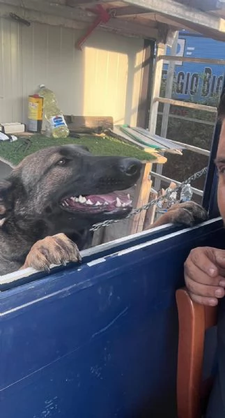 Pastore belga malinois  | Foto 2