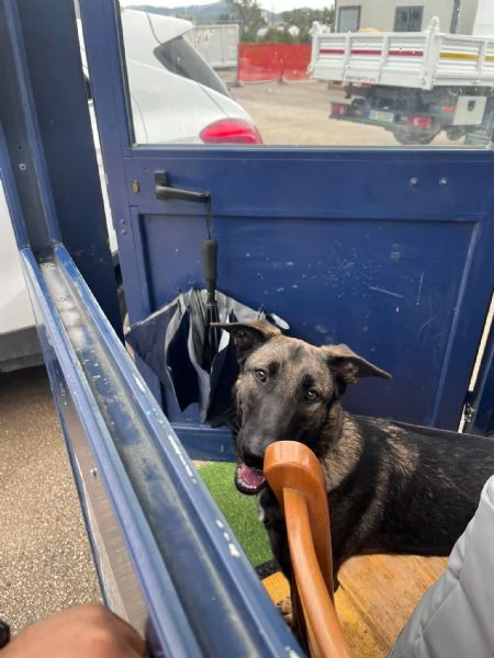 Pastore belga malinois  | Foto 1