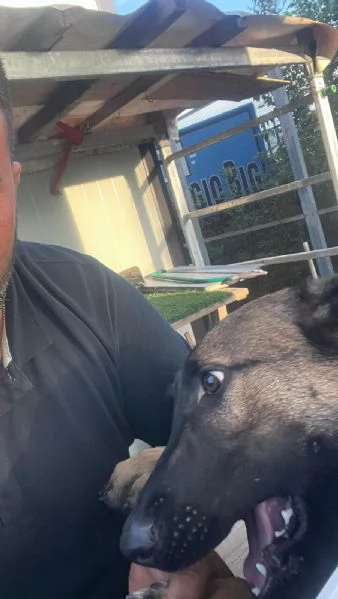 Pastore belga malinois  | Foto 0