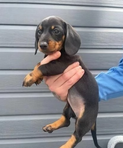 Regaliamo i nostri cuccioli di Bassotto, maschio e femmina