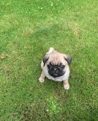 Regaliamo i nostri cuccioli di Carlino, maschio e femmina. | Foto 1