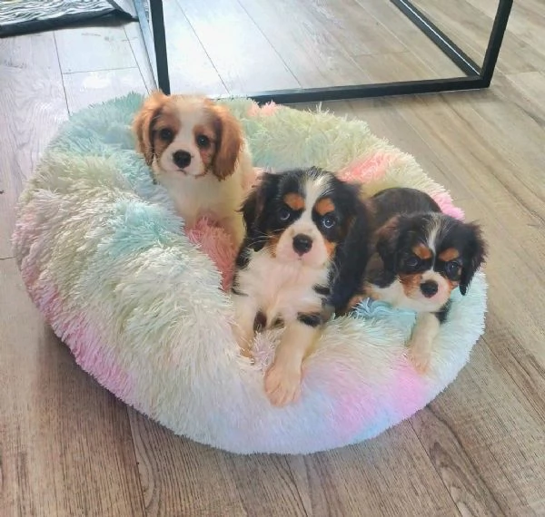 Regaliamo i nostri cuccioli di Cavalier King, maschio e femmina. | Foto 2