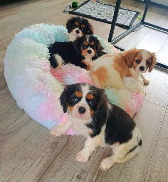 Regaliamo i nostri cuccioli di Cavalier King, maschio e femmina. | Foto 1