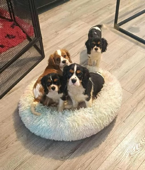 Regaliamo i nostri cuccioli di Cavalier King, maschio e femmina. | Foto 0