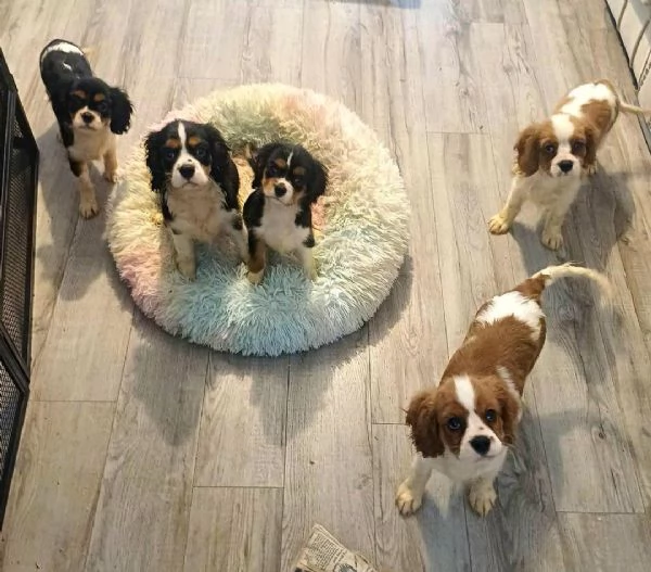 Regaliamo i nostri cuccioli di Cavalier King, maschio e femmina.