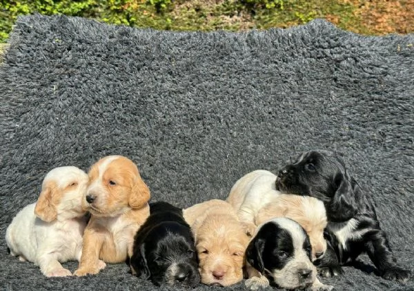 Regaliamo i nostri cuccioli di Cocker Spaniel Inglese, maschio e femmina.