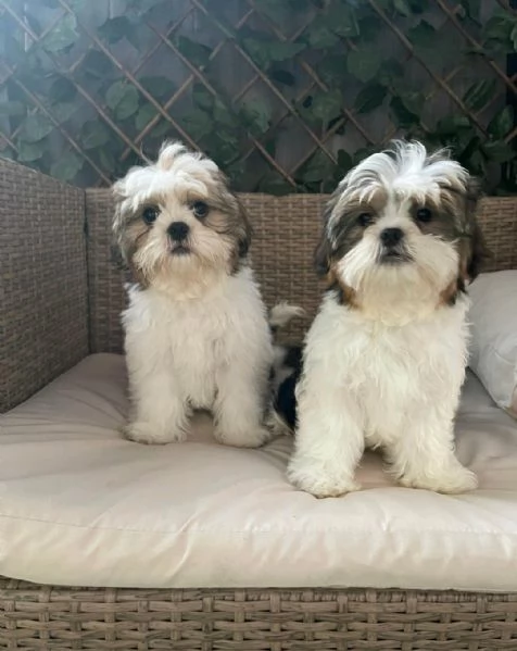 Regaliamo i nostri cuccioli di Shitzu, maschio e femmina. | Foto 0