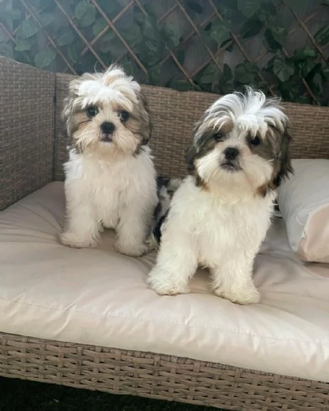 Regaliamo i nostri cuccioli di Shitzu, maschio e femmina.