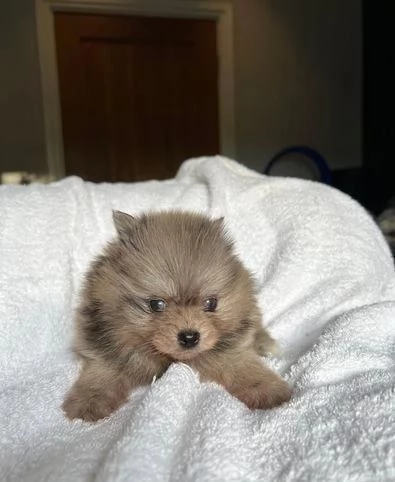 Regaliamo i nostri cuccioli di Pomerania, maschio e femmina. | Foto 1