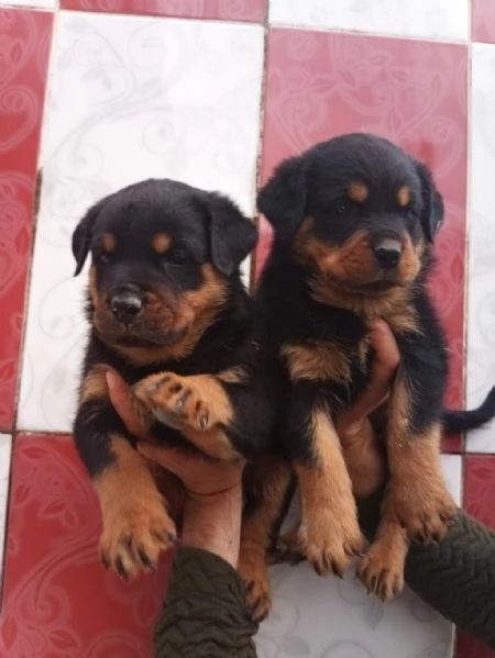Regaliamo i nostri cuccioli di Rottweiler, maschio e femmina | Foto 1