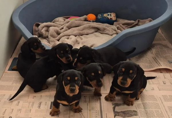  di un Bassotto maschio e femmina | Foto 0