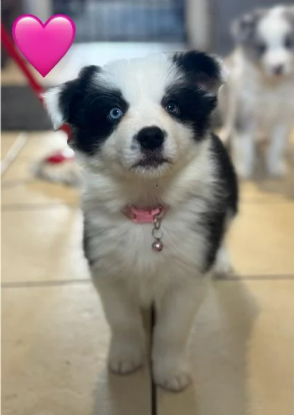  di un Border Collie maschio e femmina | Foto 1