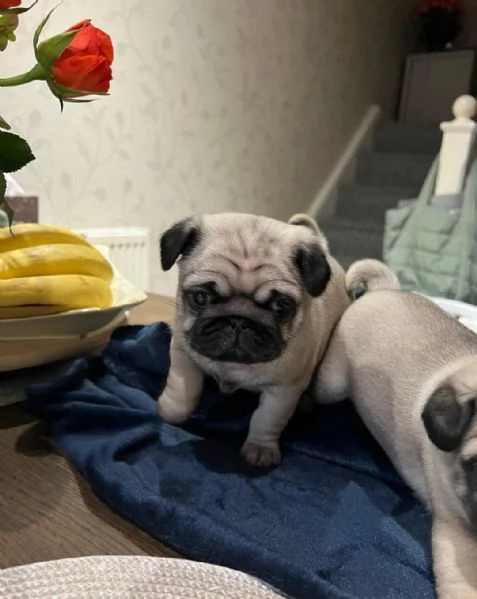  di un Carlino maschio e femmina