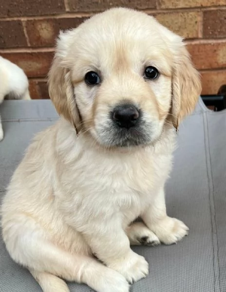  di un  Golden Retriever maschio e femmina | Foto 2