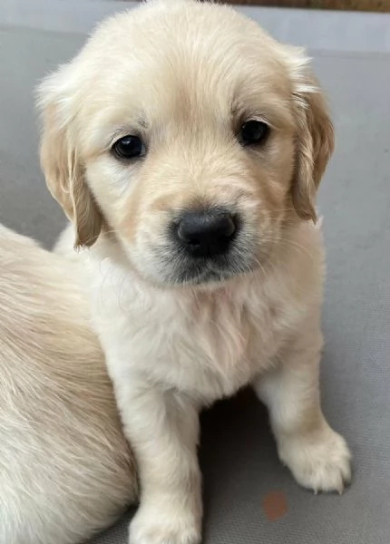  di un  Golden Retriever maschio e femmina | Foto 1