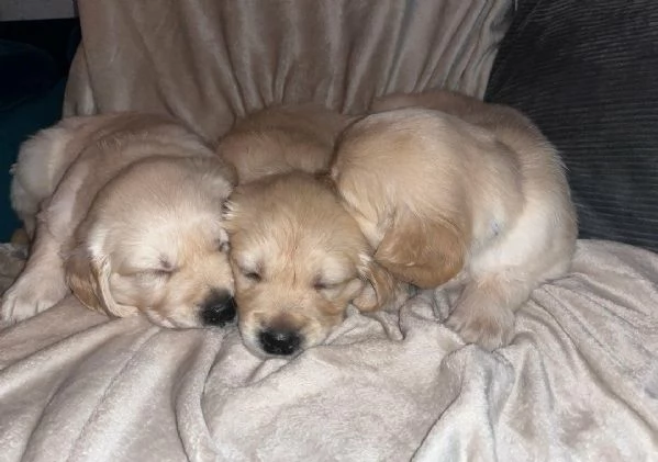  di un  Golden Retriever maschio e femmina | Foto 0