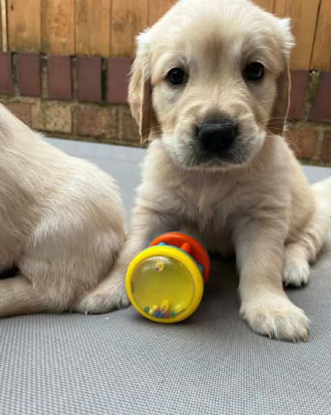  di un  Golden Retriever maschio e femmina