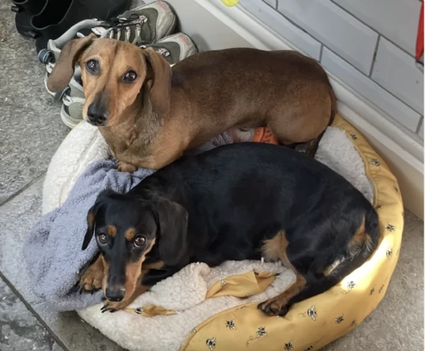 regalare cuccioli di Bassotto maschio e femmina | Foto 2