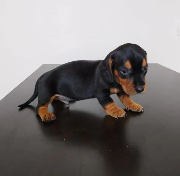 regalare cuccioli di Bassotto maschio e femmina | Foto 0