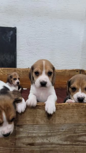regalare cuccioli di Beagle maschio e femmina