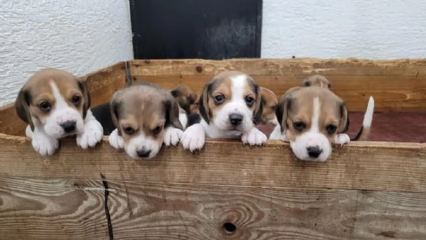 regalare cuccioli di Beagle maschio e femmina | Foto 1