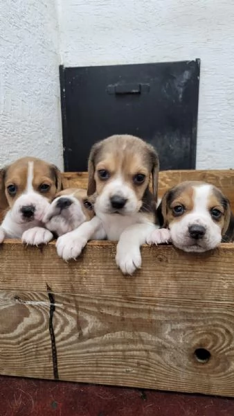 regalare cuccioli di Beagle maschio e femmina | Foto 0