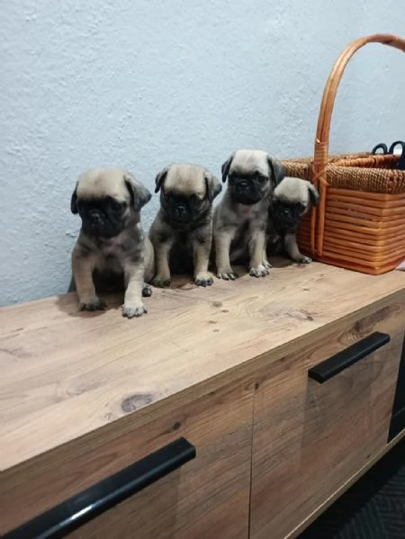 Regalo cuccioli di  Carlino maschi e femmine | Foto 2