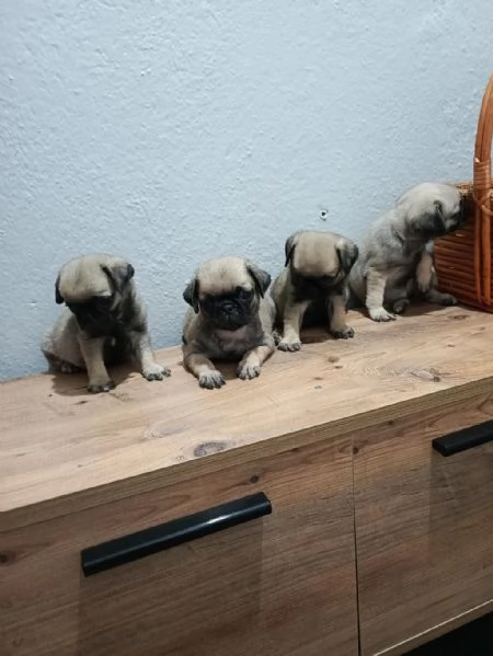 Regalo cuccioli di  Carlino maschi e femmine | Foto 1