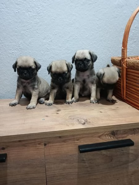 Regalo cuccioli di  Carlino maschi e femmine