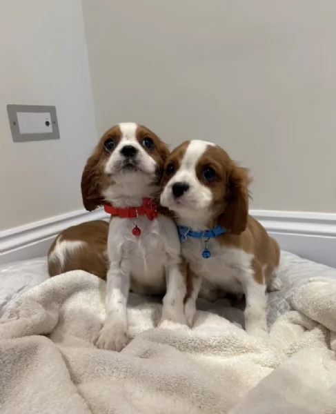 Regalo cuccioli di  Cavalier King maschi e femmine | Foto 1