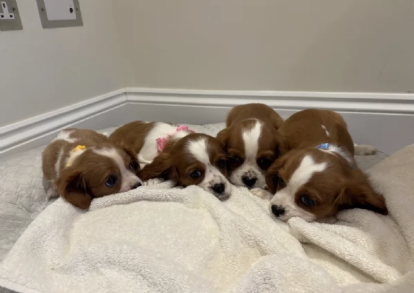 Regalo cuccioli di  Cavalier King maschi e femmine