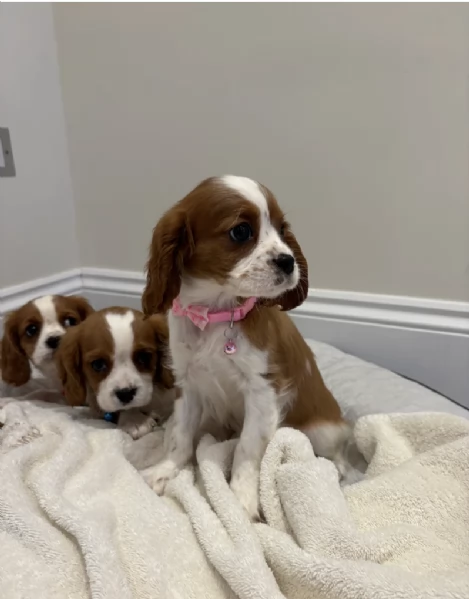 Regalo cuccioli di  Cavalier King maschi e femmine | Foto 0