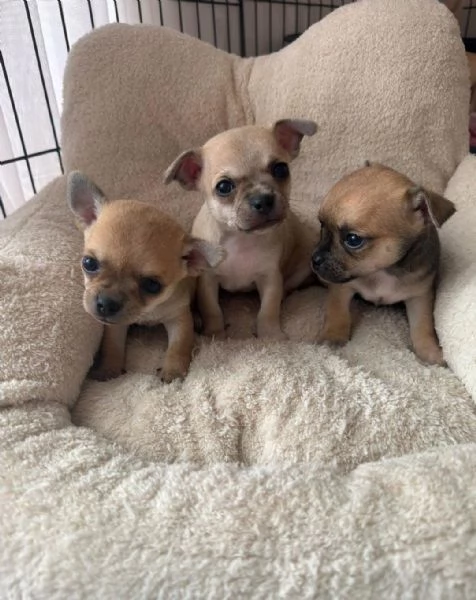 Regalo cuccioli di Chihuahua maschi e femmine
