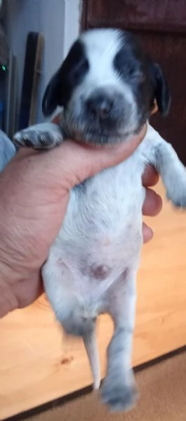 Cuccioli di cocker blu roano e cioccolato roano in vendita