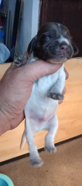 Cuccioli di cocker blu roano e cioccolato roano in vendita | Foto 6