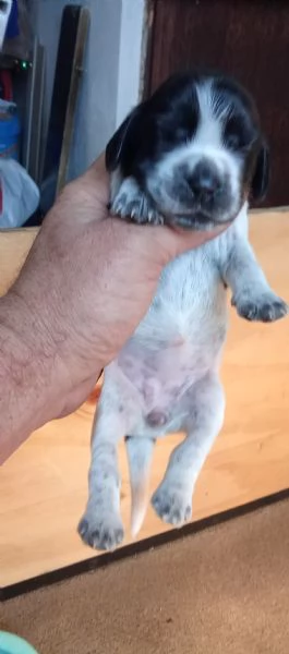 Cuccioli di cocker blu roano e cioccolato roano in vendita | Foto 5