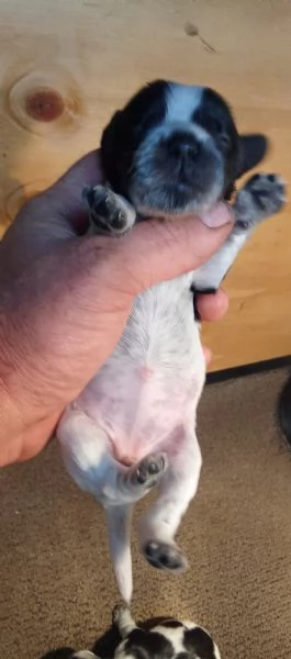 Cuccioli di cocker blu roano e cioccolato roano in vendita | Foto 4