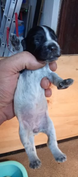 Cuccioli di cocker blu roano e cioccolato roano in vendita | Foto 3