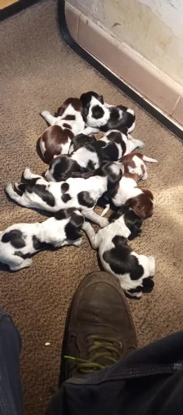 Cuccioli di cocker blu roano e cioccolato roano in vendita | Foto 2