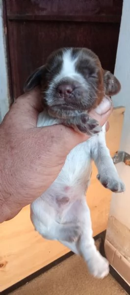 Cuccioli di cocker blu roano e cioccolato roano in vendita | Foto 1