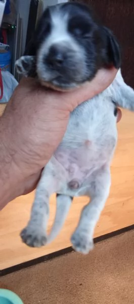 Cuccioli di cocker blu roano e cioccolato roano in vendita | Foto 0